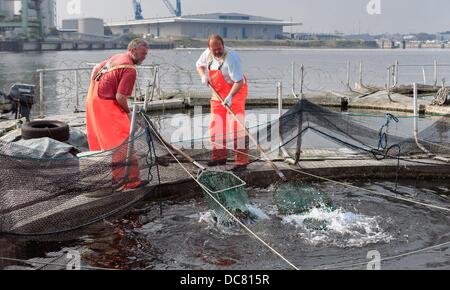 Datei - datiert eine Datei Foto 26. Juli 2013 zeigt Fischzüchter Tassilo Jäger-Kleinicke (L) und seine Mitarbeiter Jörg Schumacher Ernte Lachs Forellen von schwimmenden Aufzucht Käfigen an der Kieler Förde in Kiel, Deutschland. Foto: MARKUS SCHOLZ Stockfoto