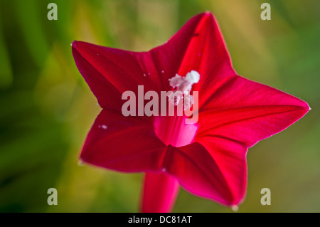 Ipomoea Quamoclit, Cypress Rebe zeigt verschiedene Teile der Blume, Blume, rot, isoliert, auf grünem Hintergrund Stockfoto