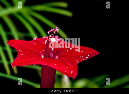 Ipomoea Quamoclit, Cypress Rebe, Blume, rot, isoliert auf schwarzem Hintergrund, Pollen, die verstreut auf den roten Blütenblättern Stockfoto