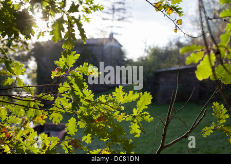 Autumnal leaves in the Garfagnana, Italy Stockfoto