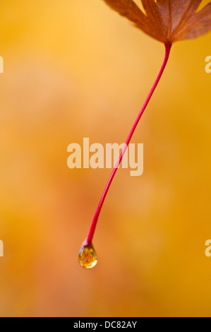 Japanischer Ahorn Blätter mit Tautropfen und Herbstfarben Stockfoto