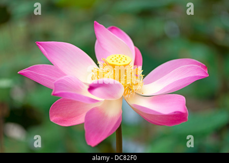 Lotus Blume Blüte und Lotus Blätter Pflanzen in einem Teich Stockfoto