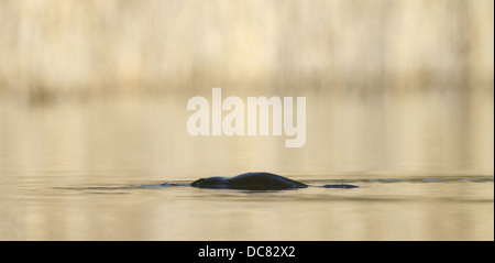 Ente – abgerechnet Platypus, Ornithorhynchus anatinus Stockfoto