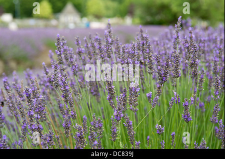 Lavendelfelder in Norfolk, England. Ort zum genießen die Lavendelfelder, die nationalen Lavendel-Sammlung zu sehen. Stockfoto