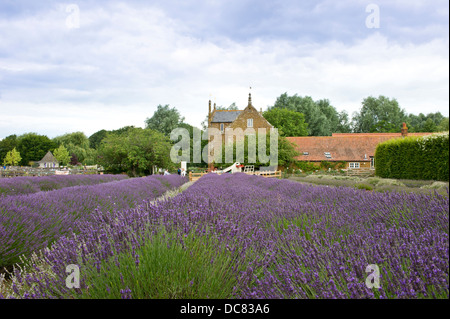 Lavendelfelder in Norfolk, England. Ort zum genießen die Lavendelfelder, die nationalen Lavendel-Sammlung zu sehen. Stockfoto