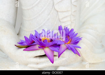 Frische Rauchfang Sterne Seerose oder Sterne Lotusblüten in Buddha Bild Hand Stockfoto