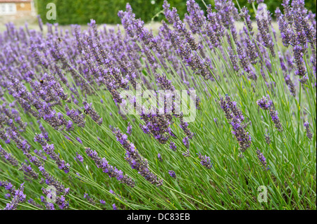 Lavendelfelder in Norfolk, England. Ort zum genießen die Lavendelfelder, die nationalen Lavendel-Sammlung zu sehen. Stockfoto