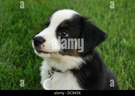Hündchen - Australian Shepherd Stockfoto