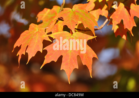 Ahornbaum Blätter im Herbst Stockfoto