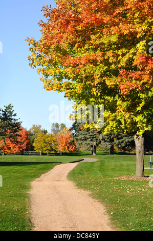 Ahornbaum im Herbst in einem park Stockfoto