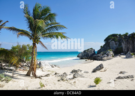 Mexiko - Strand mit Palme auf der Riviera Maya, Quintana Roo, Halbinsel Yucatan, Mexiko Stockfoto