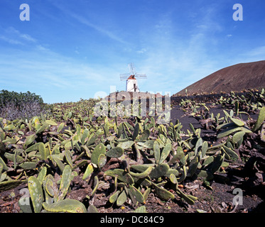 Feigenkaktus Plantage mit Windmühle auf der Rückseite, guatiza, Lanzarote, Kanarische Inseln, Spanien. Stockfoto