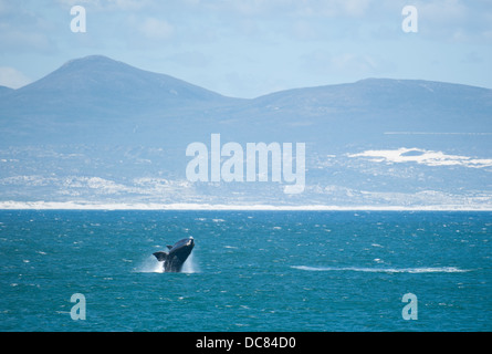 Südlichen Glattwal (Eubalaena Australis), Hermanus, Western Cape, Südafrika Stockfoto
