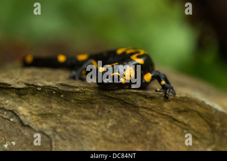 Salamander auf einem Felsen Stockfoto