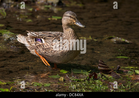 Porträt von einer weiblichen Stockente Stockfoto