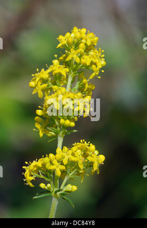 Lady's Labkraut - Galium Verum kleine gelbe Wiese Blume Stockfoto