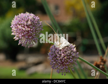 Wilder Lauch - Allium Ampeloprasum Ampeloprasum zwei Blumen Stockfoto