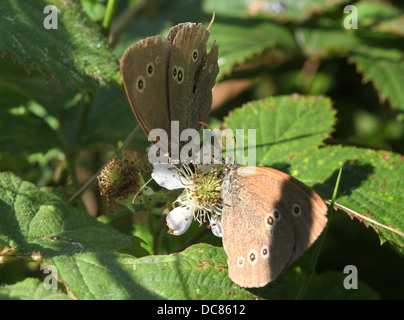 Makro-Bild von zwei braunen Locken (Aphantopus Hyperantus) auf Nahrungssuche auf einer Blume Stockfoto
