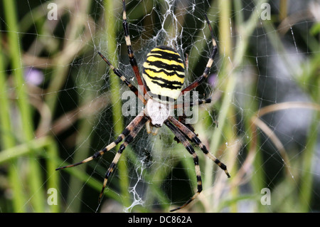 Nahaufnahme von einer enormen weiblichen Wespe Spider (Argiope Bruennichi) in ihrem Netz Stockfoto