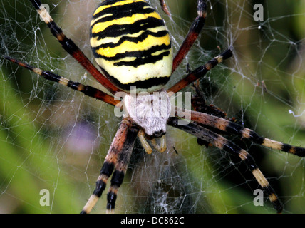 Nahaufnahme von einer enormen weiblichen Wespe Spider (Argiope Bruennichi) in ihrem Netz Stockfoto