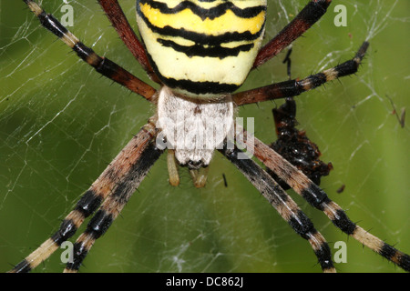 Nahaufnahme von einer enormen weiblichen Wespe Spider (Argiope Bruennichi) in ihrem Netz Stockfoto