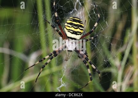 Nahaufnahme von einer enormen weiblichen Wespe Spider (Argiope Bruennichi) in ihrem Netz Stockfoto