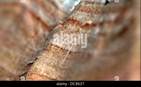 Holzmaserung in Split log Stockfoto