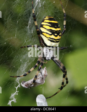 Nahaufnahme von einer enormen weiblichen Wespe Spider (Argiope Bruennichi) in ihrem Netz und fangen eine glücklose Heuschrecke Stockfoto