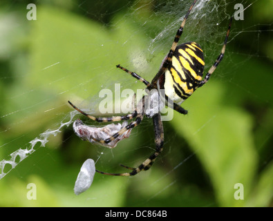 Nahaufnahme von einer enormen weiblichen Wespe Spider (Argiope Bruennichi) in ihrem Netz und fangen eine glücklose Heuschrecke Stockfoto