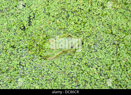 Grasfrosch im Wasserlinsen bedeckt Wasser von einem kleinen Kanal, Vylkovo, Donau-Mündung, Ukraine Stockfoto