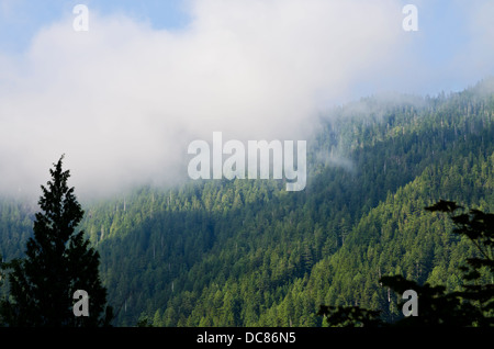 Niedrige Wolken schweben in der Nähe von Evergreen bedeckt Berge und Wälder in Golden Ears Provincial Park. British Columbia, Kanada. Stockfoto