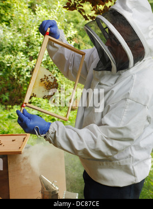 Imker Inspektion seinem Bienenstock. Stockfoto