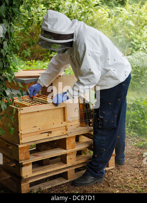 Imker, die Teilnahme an seinem Bienenstock. Stockfoto