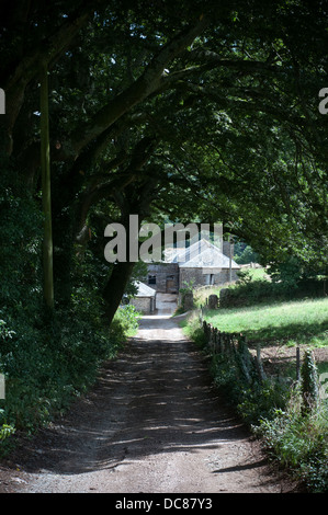 Devon Lane, Bauernhof Lane, Feldweg, landwirtschaftliche, Landwirtschaft, Land, Land, Ernte, Devon, England, Englisch, Bauernhof, Feld, Hed Stockfoto