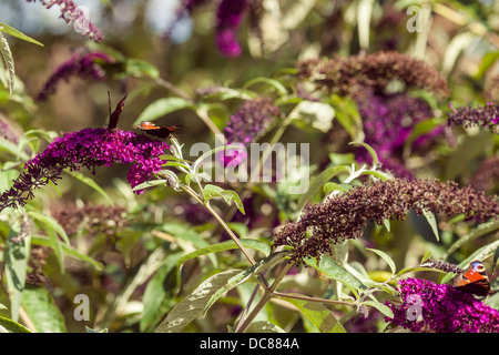 Peacock Schmetterlinge auf Sommerflieder Stockfoto