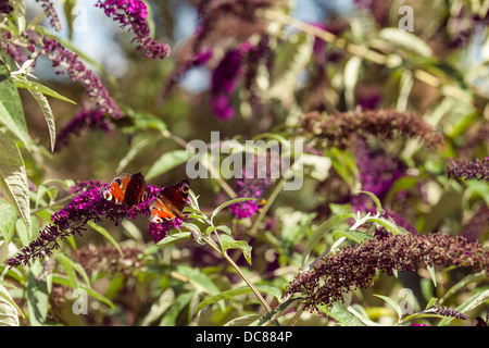 Peacock Schmetterlinge auf Sommerflieder Stockfoto