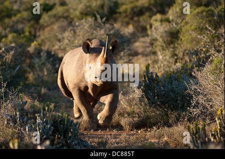 Schwarze Nashorn (Diceros Bicornis) aufladen, Kwandwe Game Reserve, Südafrika Stockfoto