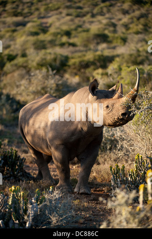 Schwarze Nashorn (Diceros Bicornis), Kwandwe Game Reserve, Südafrika Stockfoto