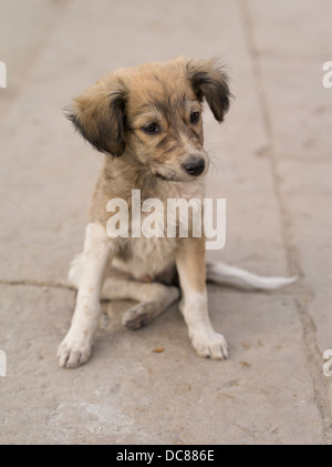 Streunender Hund. Leben am Ufer des Flusses Ganges - Varanasi, Indien Stockfoto