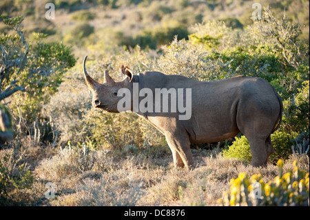 Schwarze Nashorn (Diceros Bicornis), Kwandwe Game Reserve, Südafrika Stockfoto