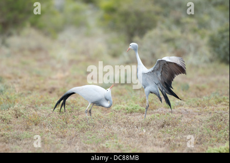 Krane mit einem Balztanz (Anthropoides Paradiseus), blau Kwandwe Game Reserve, Südafrika Stockfoto