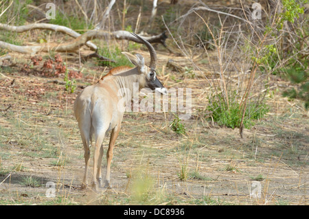 Roan Antilope (Hippotragus Spitzfußhaltung) Erwachsene W Regionalpark - W grenzüberschreitende Park Niger - Benin - Burkina Faso Stockfoto