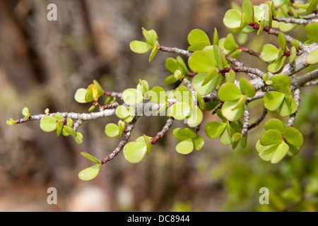 Spekboom (Portulacaria Afra), Kwandwe Game Reserve, Südafrika Stockfoto