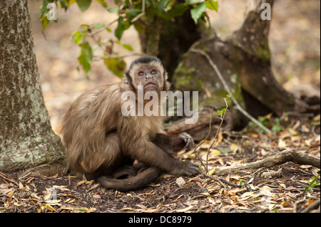 Weeper Kapuziner (Cebus Olivaceus), Monkeyland, Plettenberg Bay, Südafrika Stockfoto