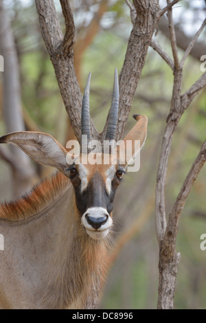 Roan Antilope (Hippotragus Spitzfußhaltung) Porträt Burkina Faso Stockfoto