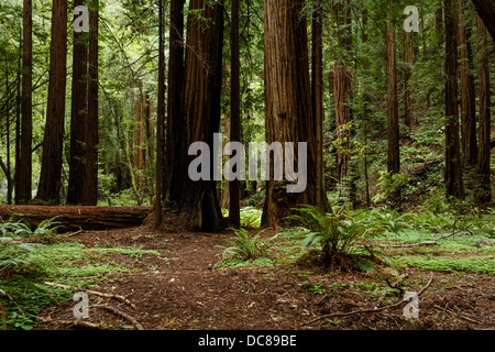 Weg durch die gigantischen Sequoia Redwood-Bäume im Muir Woods National Monument Teil des Golden Gate International Biosphere Reserve CA Stockfoto