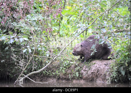 Eurasische Biber (Castor Fiber) weiblich am Rand des Wassers im Sommer Stockfoto