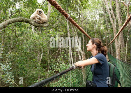 Touristen auf der Suche auf eine weiße übergab Gibbon aka Lar Gibbon, Monkeyland, Plettenberg Bay, Südafrika Stockfoto