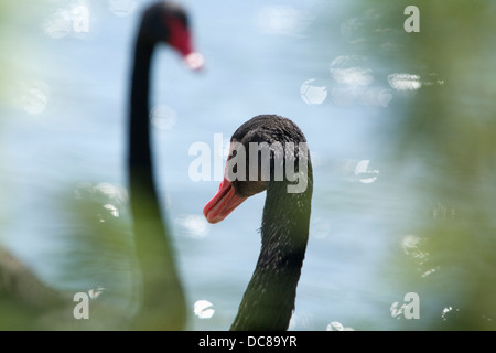 Schwarze Schwäne (Cygnus olor) an Slimbridge WWT, Gloucestershire. England. VEREINIGTES KÖNIGREICH. Stockfoto