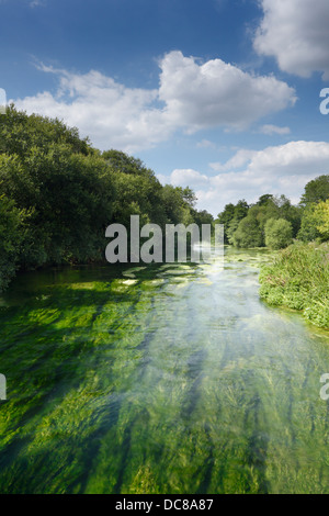 Fluss Itchen voller Wasser Crowfoot (Ranunculus Aquatilis) bei Ovington. Hampshire. England. VEREINIGTES KÖNIGREICH. Stockfoto